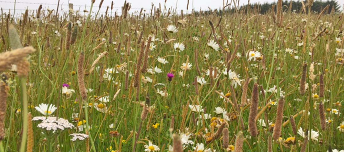 wild flower meadow